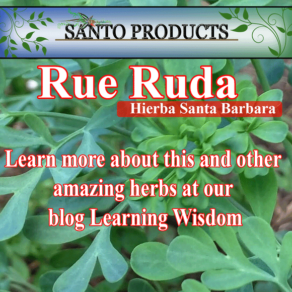 Rue Ruda herb to cleanse negative energy