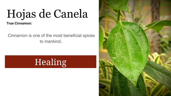 Cinnamon  Canela fresca: