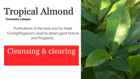 Almond-Almendra topical: 2 oz Santo Products